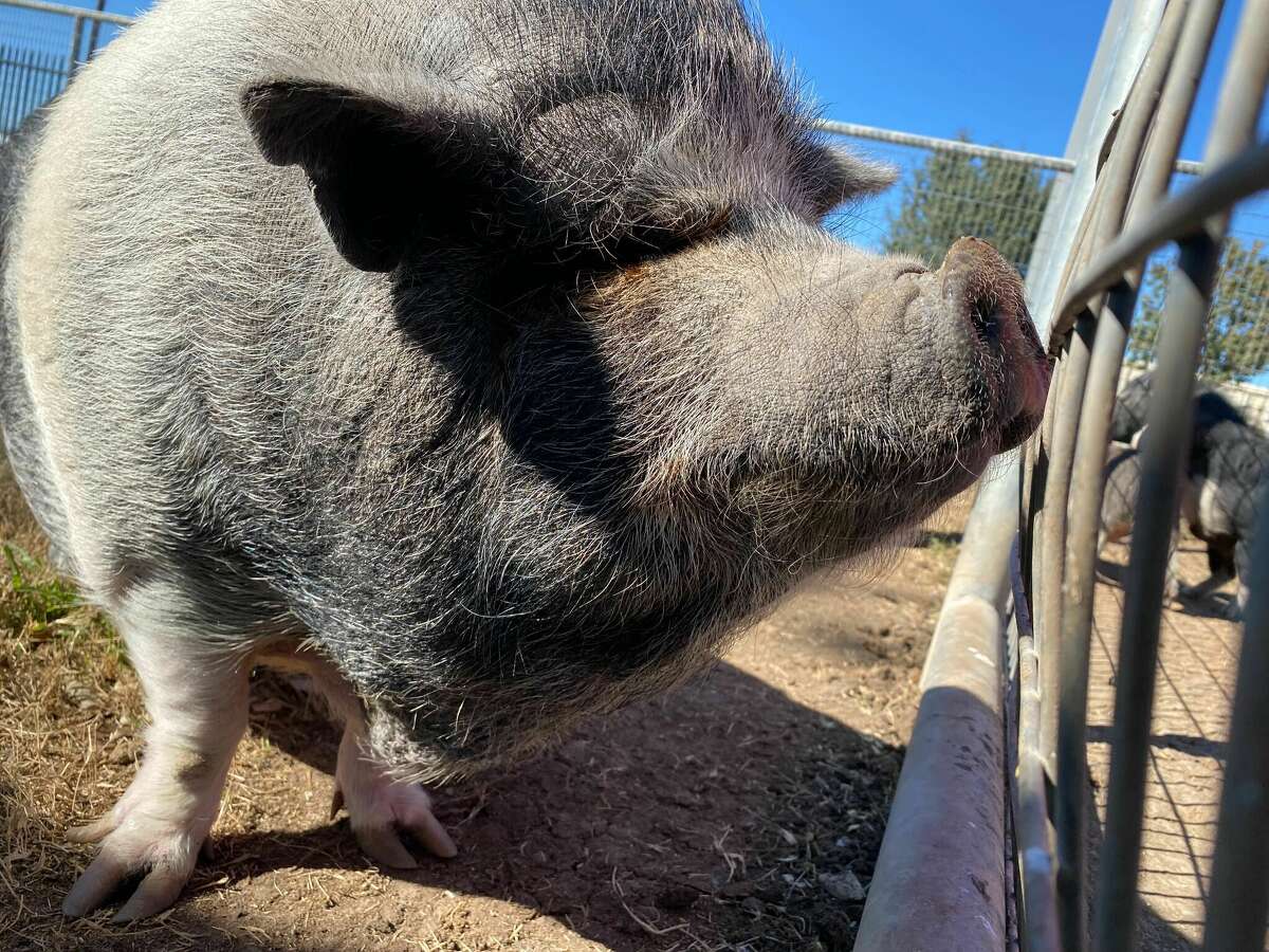 The bigger pigs are close to 100 pounds, ACS says. 