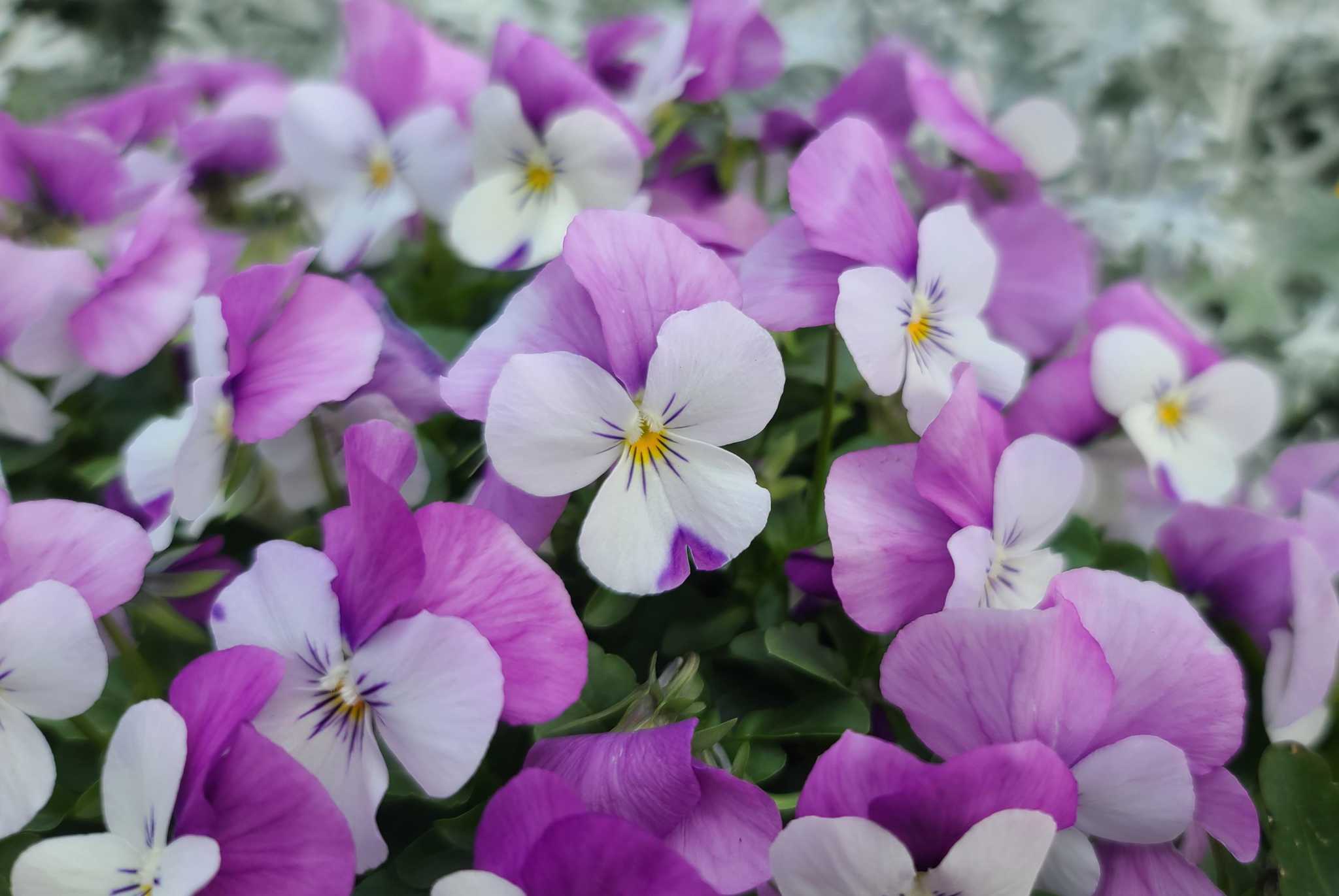 Texas A&M expert offers tips for adding color to the winter garden