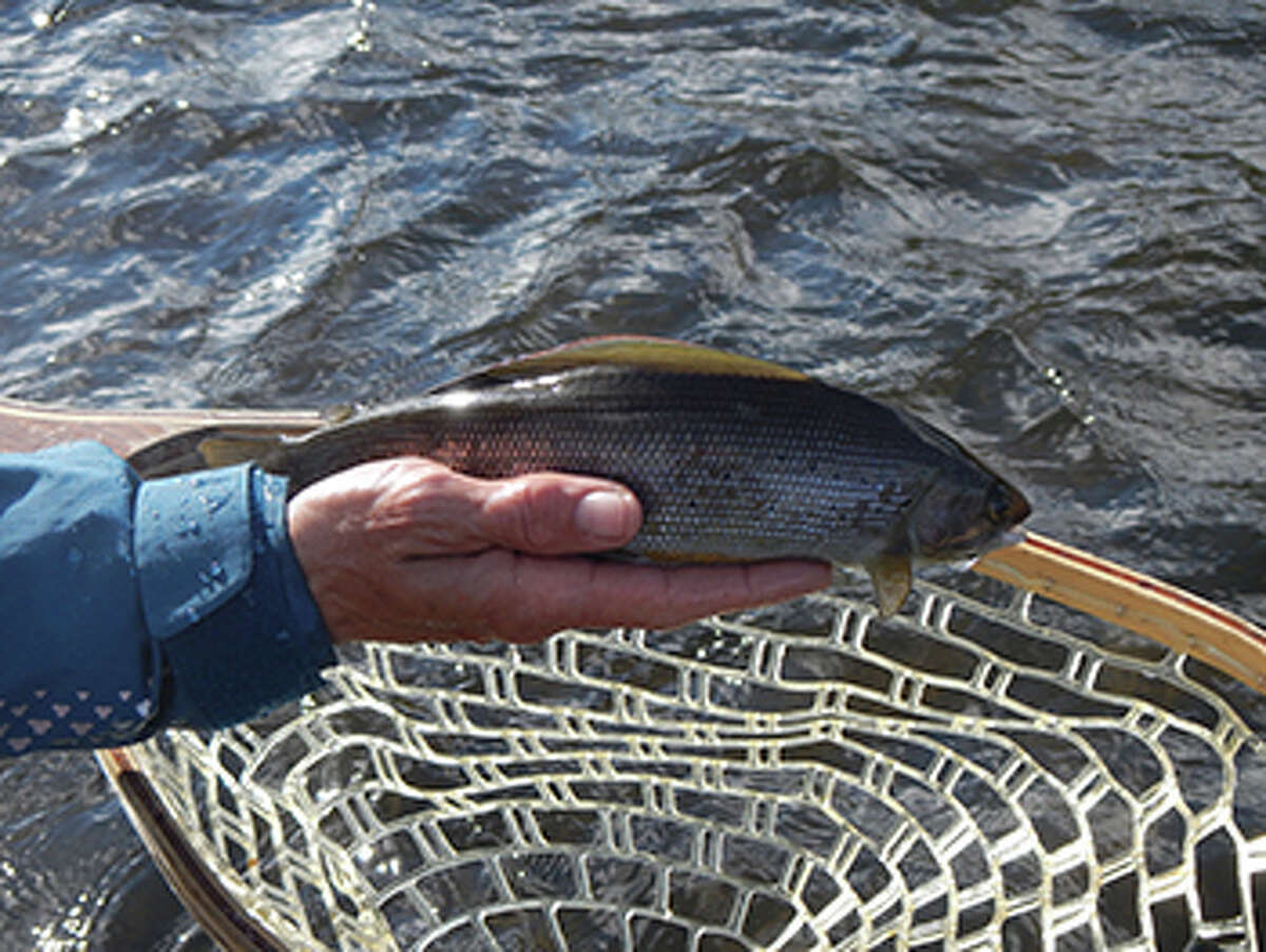Northern Michigan University, in partnership with the Michigan Department of Natural Resources, has received a Consumers Energy Foundation grant of $70,000 to support efforts to bring back the Arctic grayling to Michigan waters.