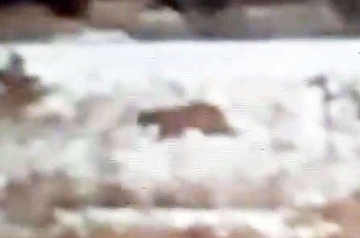This image taken from video shows an animal walking in a field near Beech Street in Bad Axe Saturday. The Bad Axe Police Department and the Department of Natural Resources investigated the incident as a possible cougar sighting. 