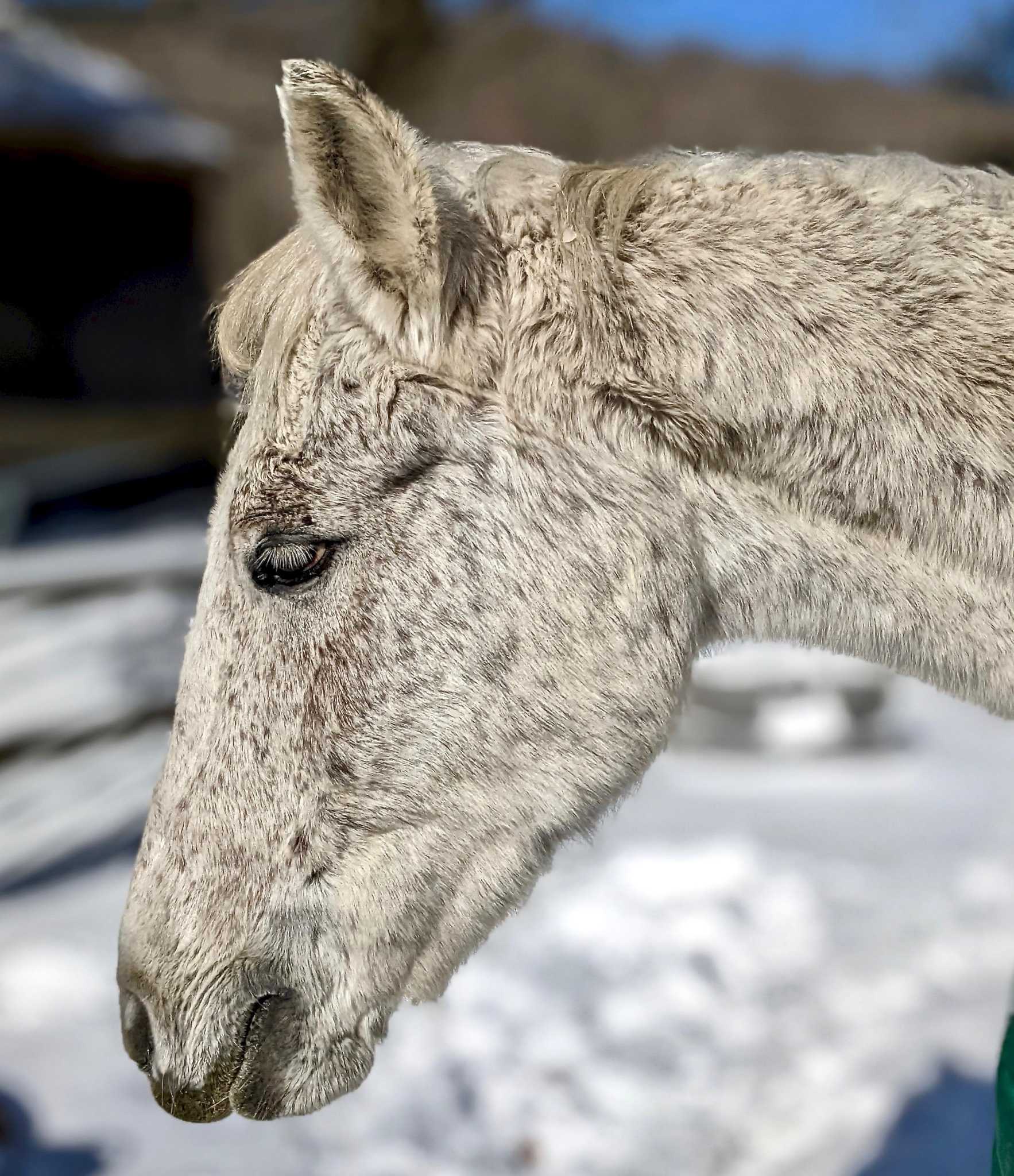 Washington horse rescue holding Valentine’s Day party