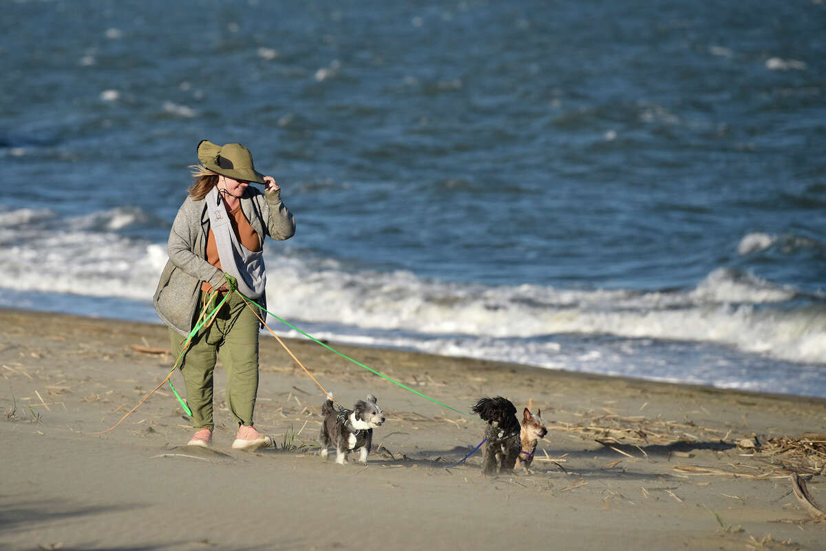 7 best offleash dog parks in San Francisco