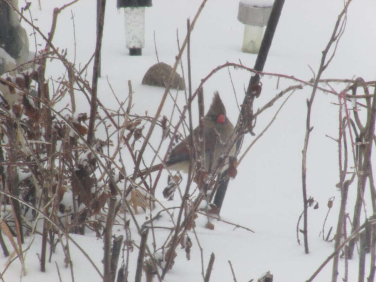 A bird deals with weather during a winter storm that hits west-central Illinois. 