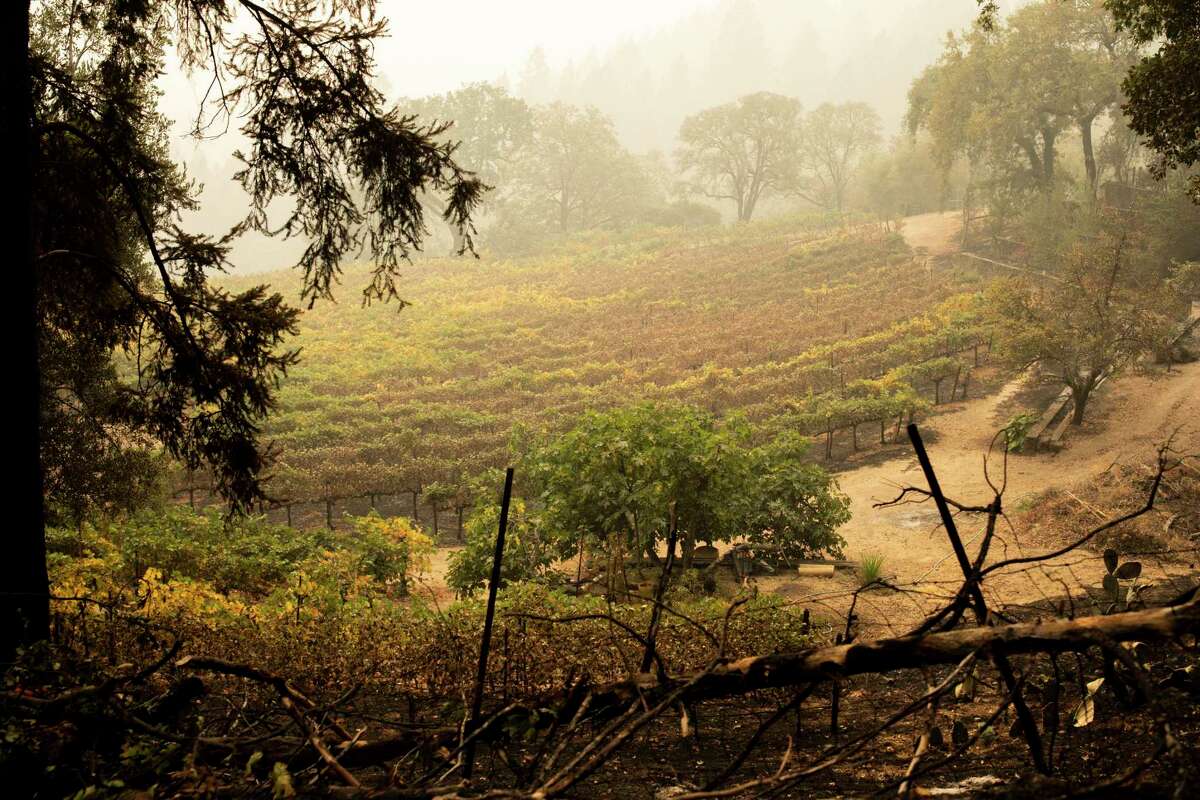 A debate between a wine industry group and vineyard workers in Sonoma County raises questions over whether employers should require vineyard employees to work in evacuation zones or areas where smoke may be prevalent.