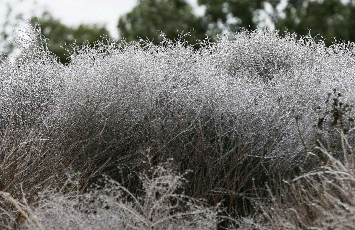 Ice forms on vegetation near UTSA as a strong cold front moves into town causing icy conditions on Thursday, Feb. 3, 2022 in San Antonio, Texas. A major winter storm with millions of Americans in its path is spreading rain, freezing rain and heavy snow further across the country.