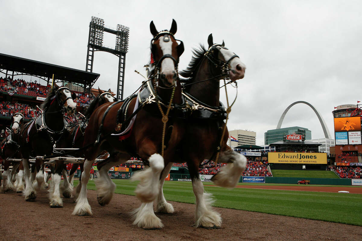 The Budweiser Clydesdales make their way around Busch Stadium prior to the St. Louis Cardinals playing against the Pittsburgh Pirates during opening day at Busch Stadium April 6, 2009 in St. Louis, Missouri. 