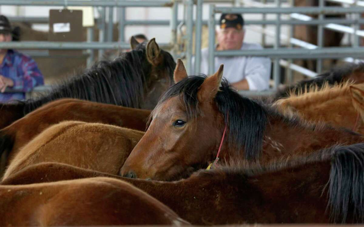 Wild horses huddle together as potential adopters look on during a Bureau of Land Management adoption event in Seguin on Thursday, Feb. 21, 2013.