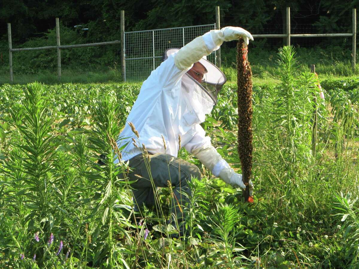 Paul Bucciaglia of Fort Hill Farm in New Milford rehoming a swarm of bees from the farm's hives.
