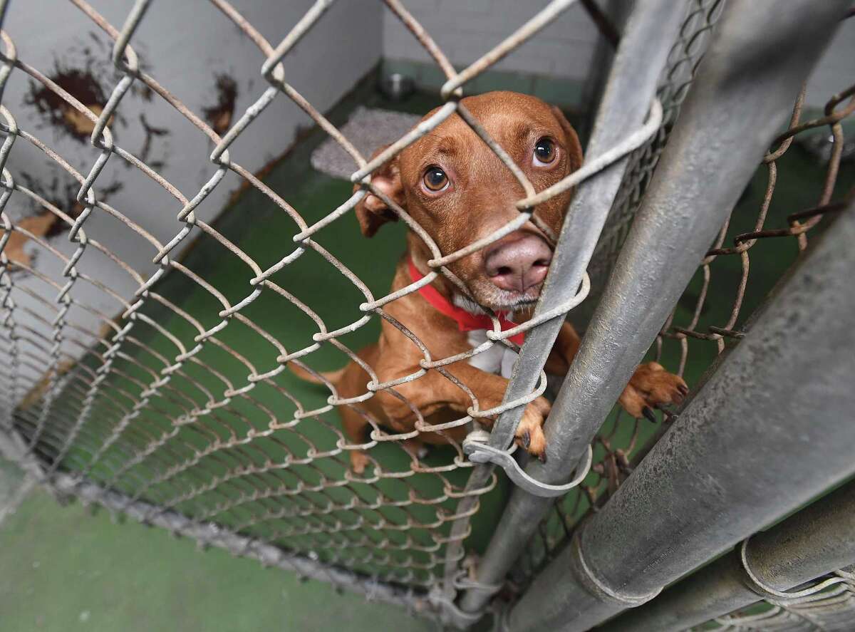 Beaumont Pets Alive returns to Beaumont