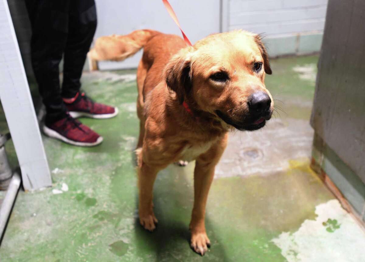 Beaumont Pets Alive returns to Beaumont