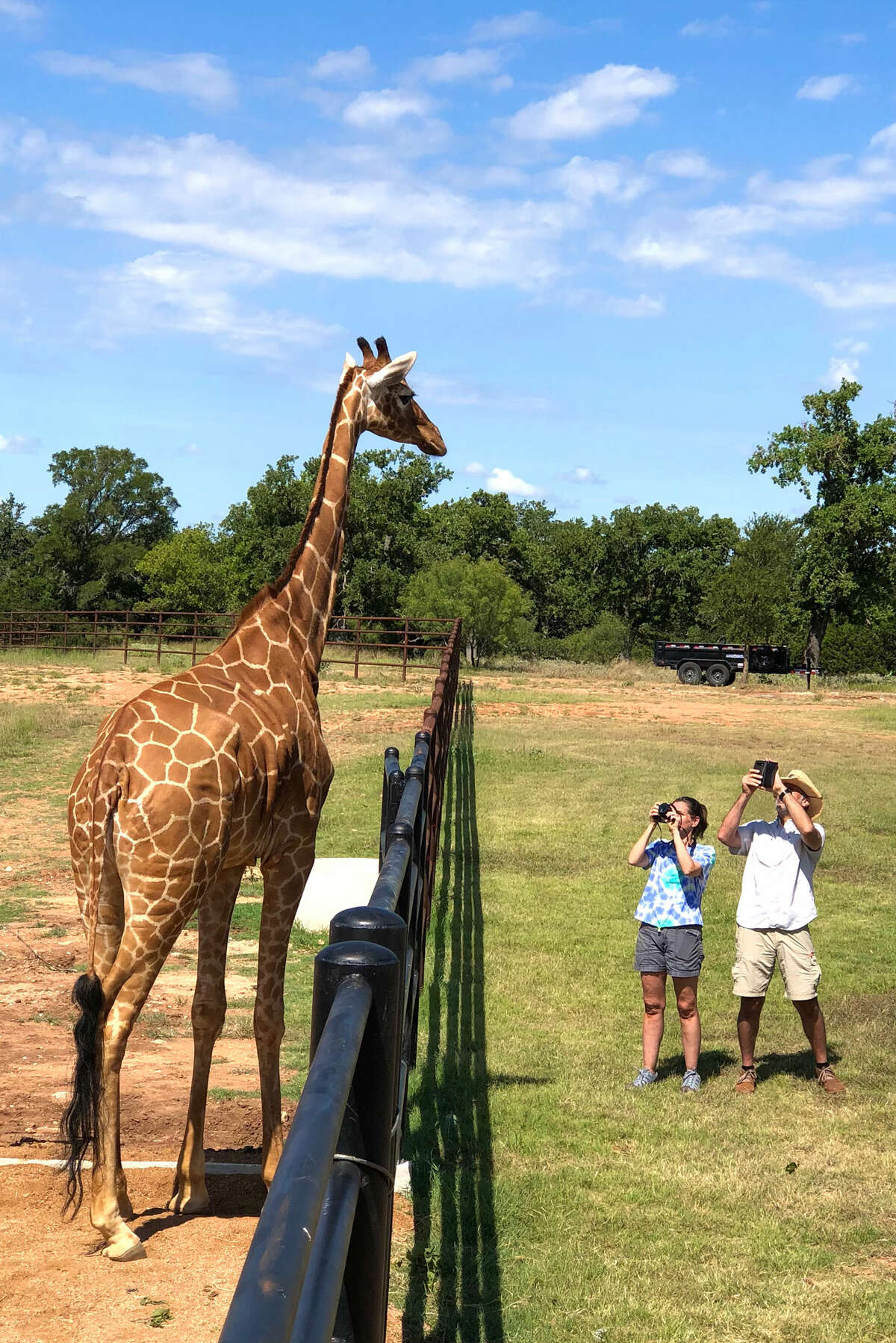 Longneck Manor got the animals on loan from the San Diego Zoo. 