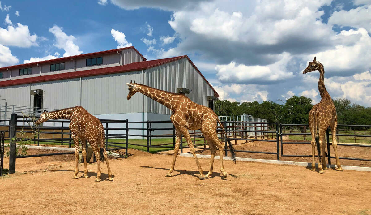 A family of giraffes live at Longneck Manor, including a female named Betty White.