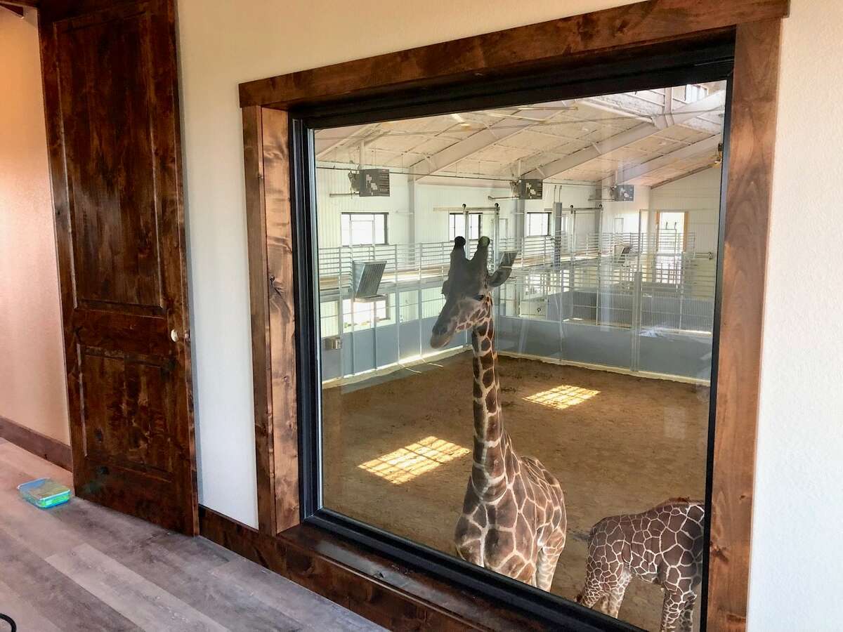 Longneck Manor hopes to expand its stable of animals in the coming years.