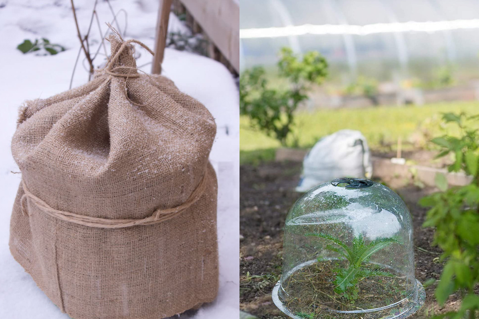 Best Way to Cover Plants for Winter - Back Gardener