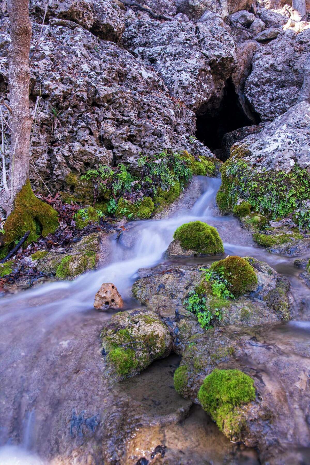 While the conservation easement does not allow for public access, the property’s significant natural resources will be permanently protected from future development.