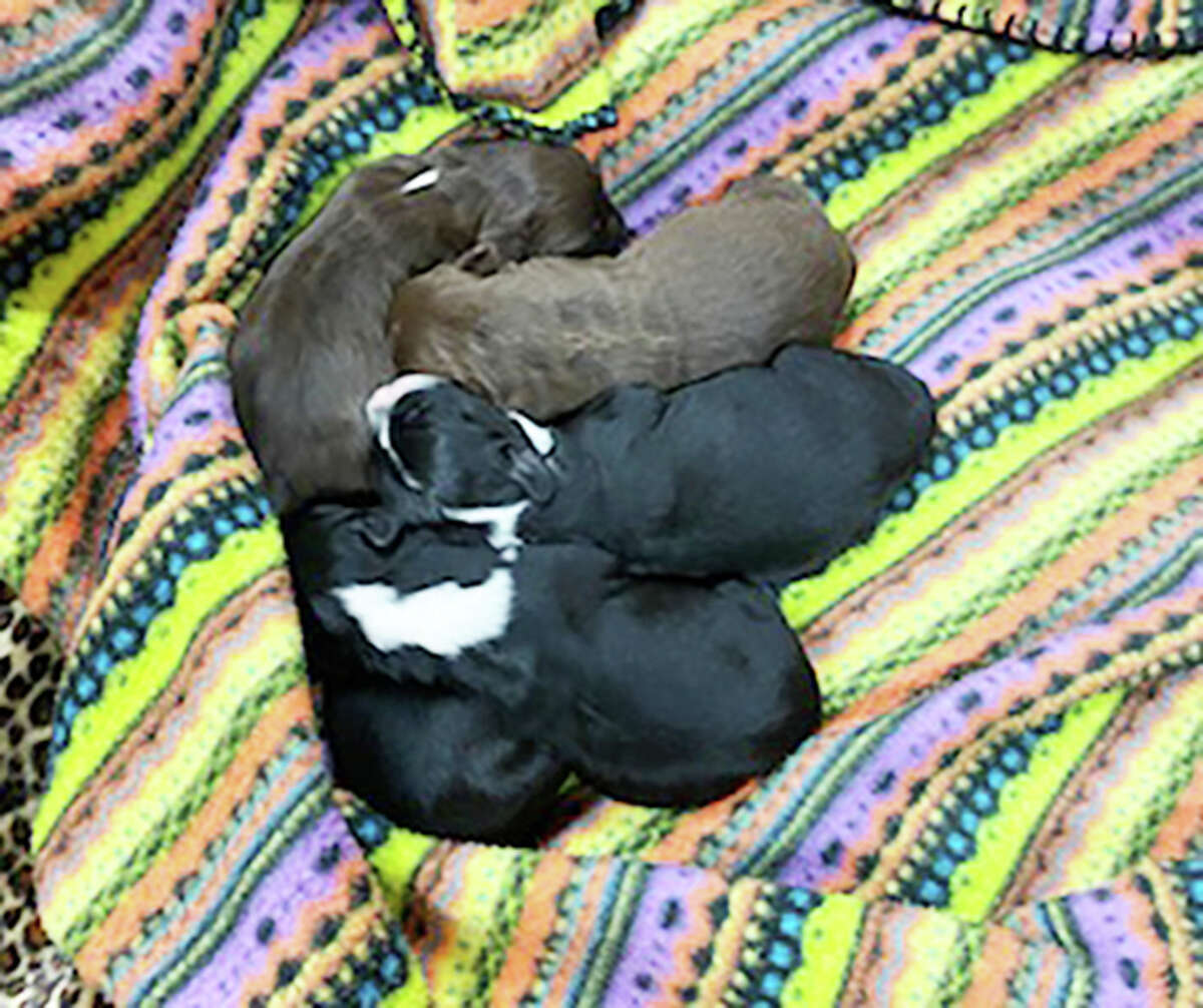 Partners for Pets was able to rescue a mother border collie and her five newborn puppies in Bunker Hill after a snowstorm. The dogs are now in foster care.