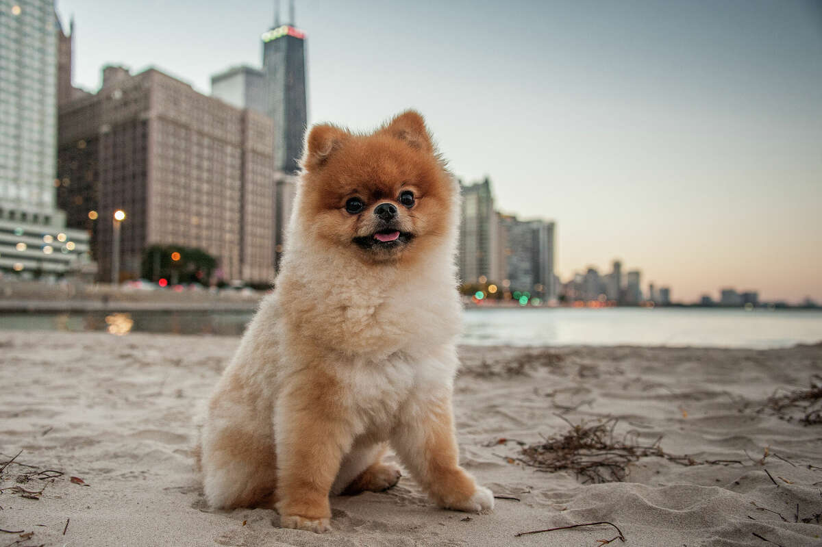 Teddy always breaks into a sprint when he goes to his local Chicago beach.