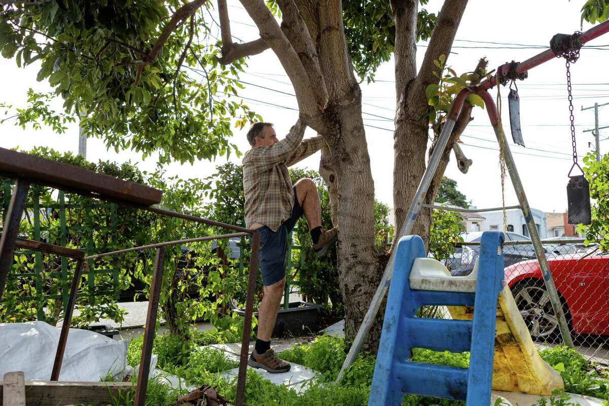 Gary Gragg climbs an avocado tree in the East Bay.