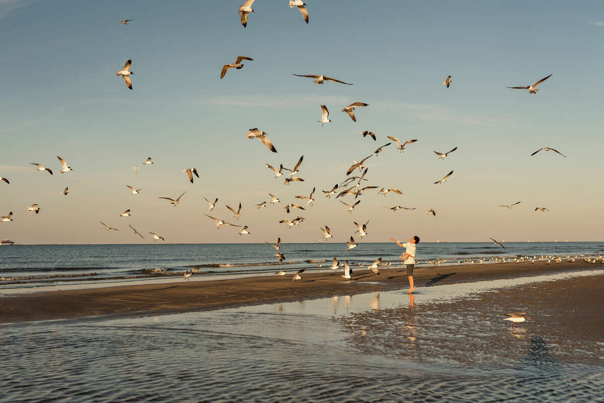 Boy feeding seagulls on the beach on Galveston Island. 