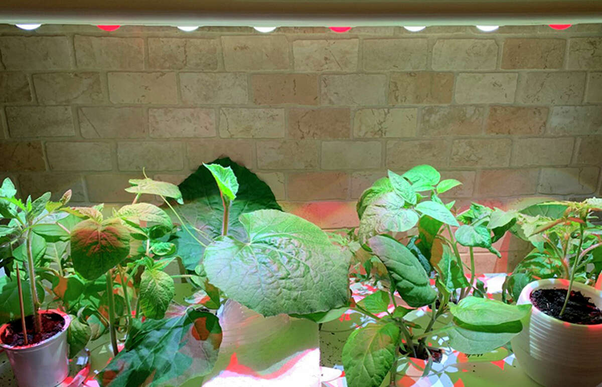 Various vegetable seedlings maturing indoors under grow lights.
