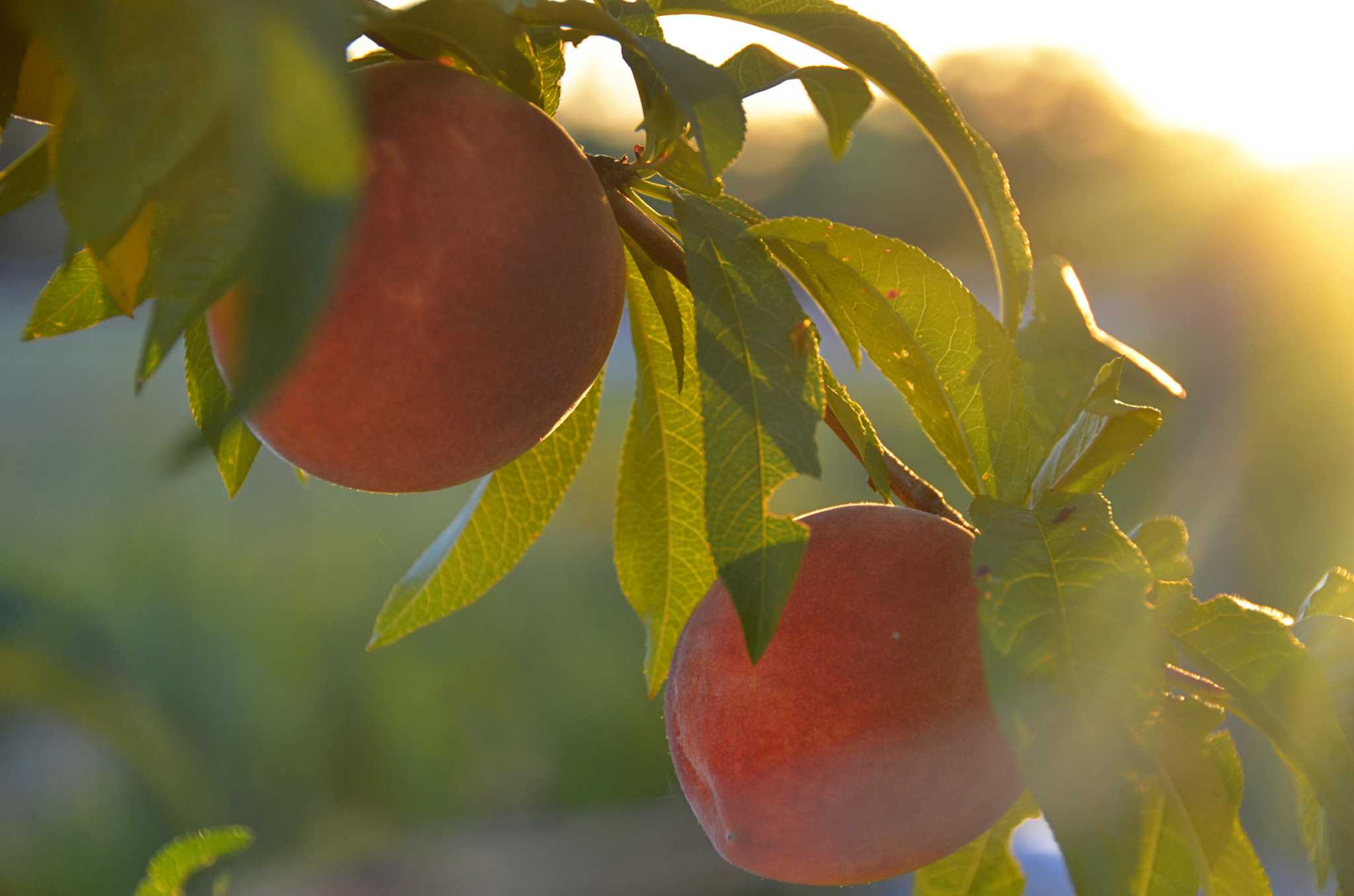 Your guide to growing and caring for peach trees in South Texas and San Antonio - Vimarsana News