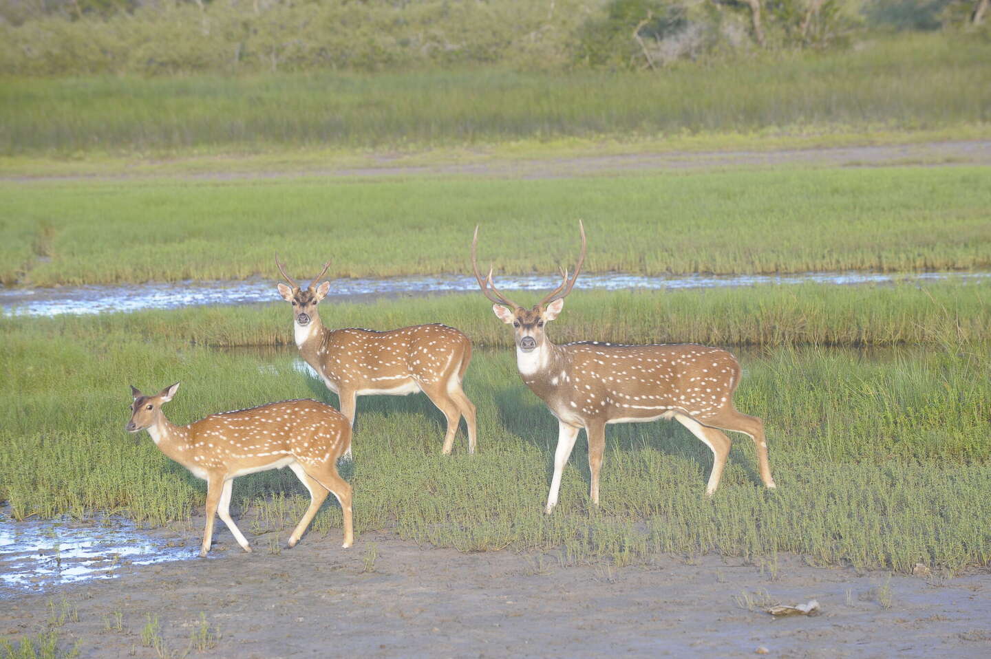 Powderhorn Ranch will soon be home to a massive 50M Texas state park