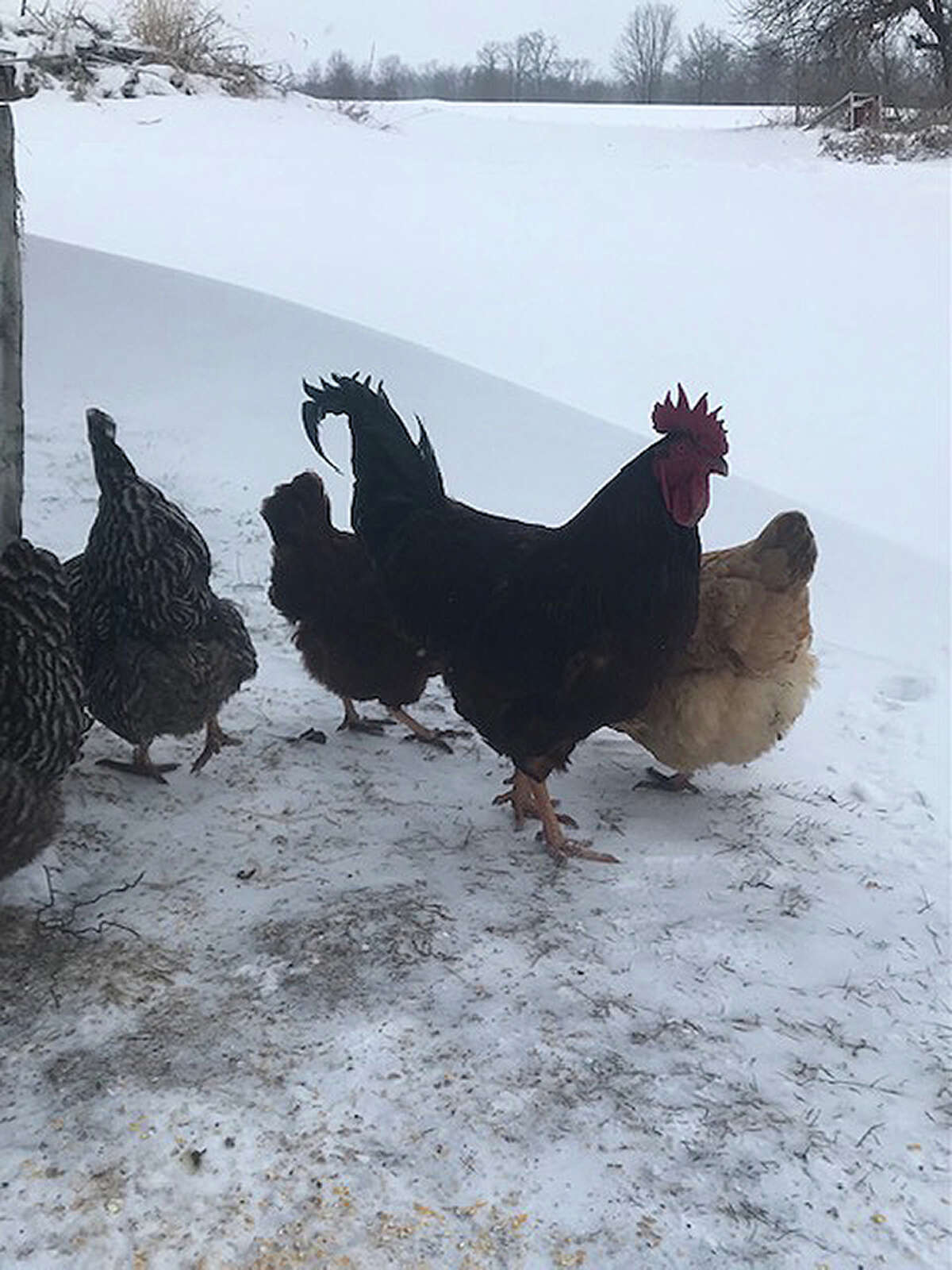 A flock of roosters and hens seems less than impressed by the snow and ice complicating their stroll.