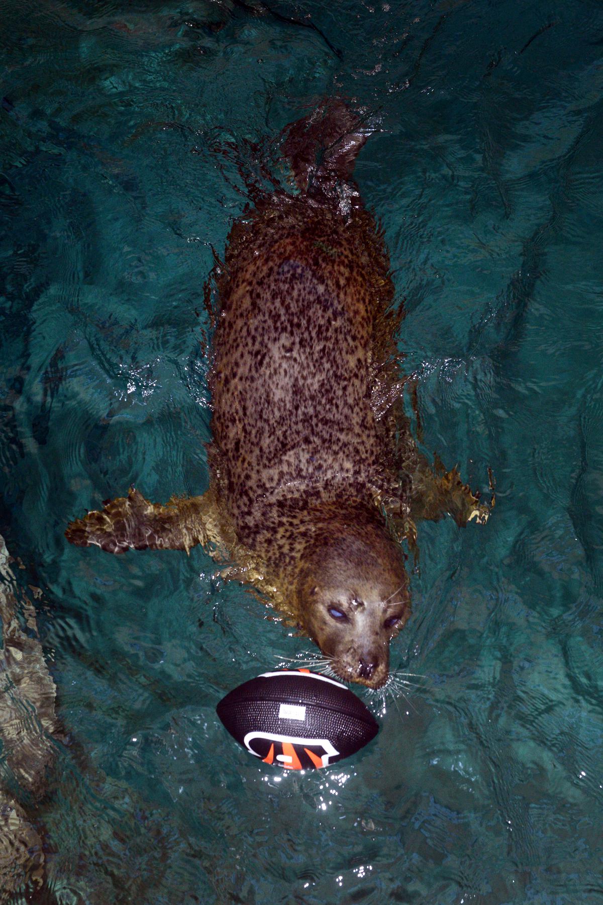 Sea lion predicts Super Bowl 2023 winner