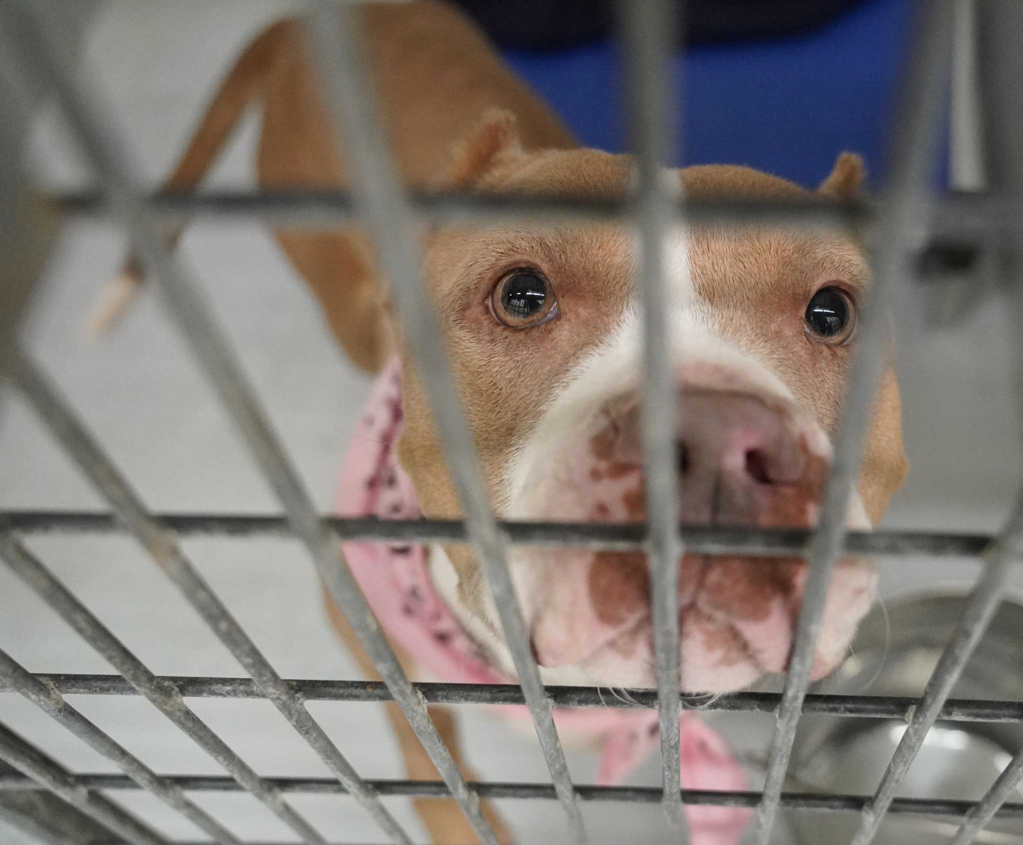 Animal shelter capacity concerns Montgomery County officials