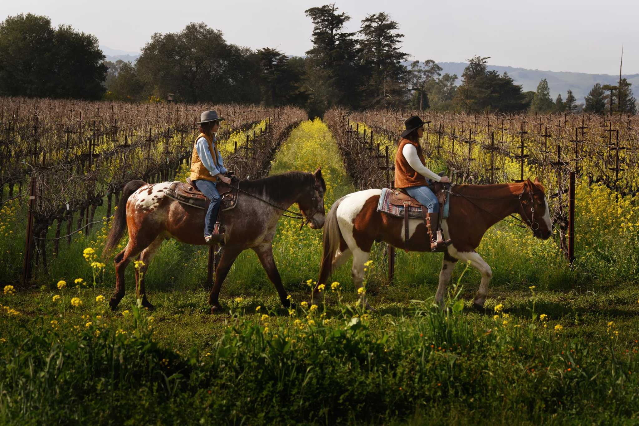 10 wine tastings in Napa and Sonoma with 'wellness' activities like hiking, biking and yoga - Vimarsana News