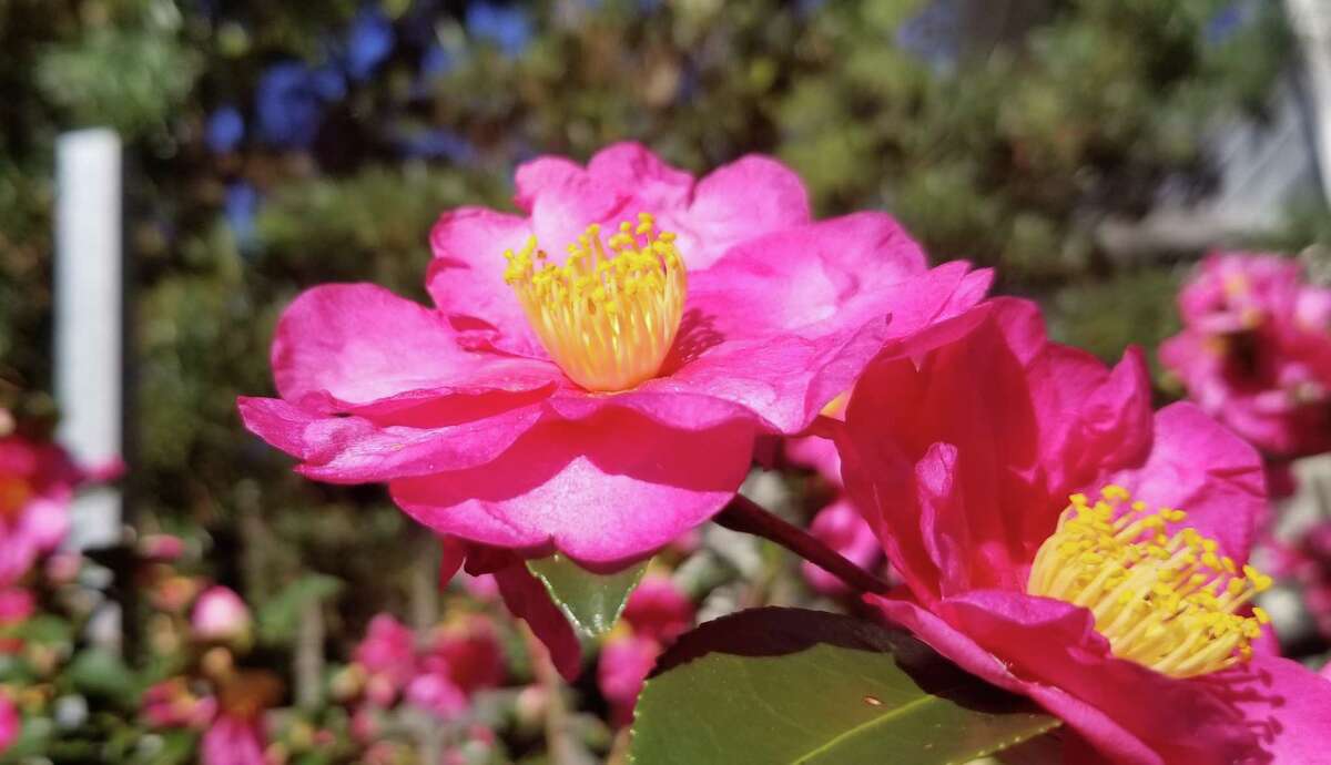 Semi-double camellias have two or more rows of outer petals with a prominent stamen centered.