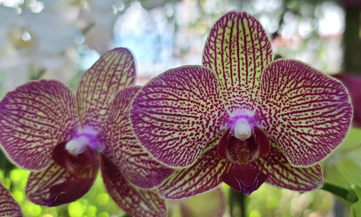 Considering orchid blooms can last two to three months, they seem to convey enduring affection.