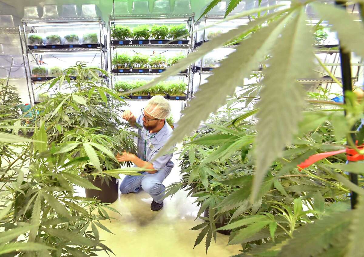 Advanced Grow Labs production team member Steve Hobart looks for unwanted pests or disease to keep the marijuana plants safe at the West Haven medical cannabis facility.