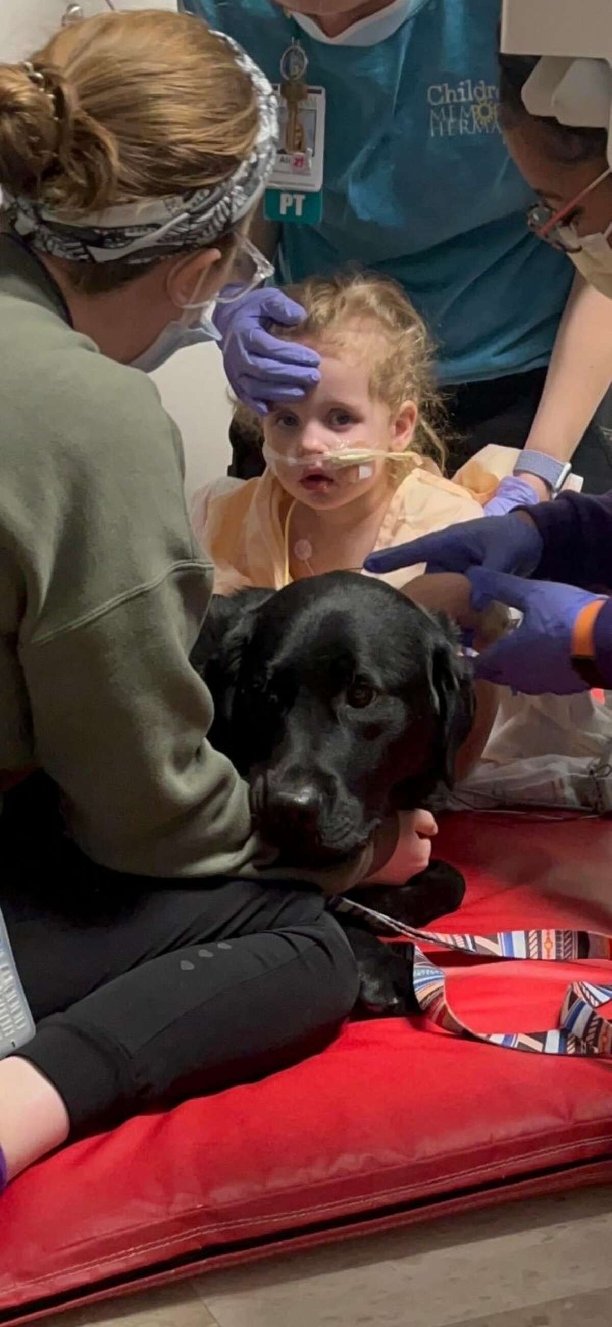 Tessa Aycock, 2, interacts with a Children's Memorial Hermann facility dog while receiving treatment for injuries sustained from falling in a pond on her family's property in East Texas.