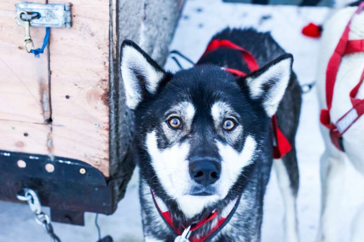 Iditarod loses support of hotel that was race headquarters