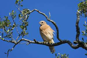 Red-shouldered hawks perch to prey and sing to mate
