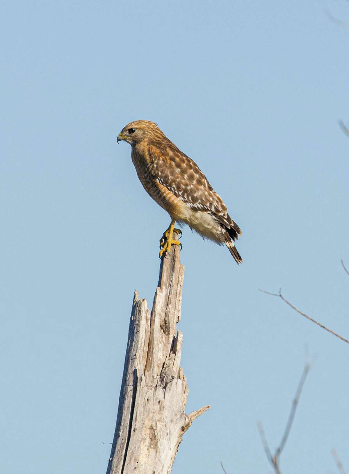 Look to the sky to see a kettle of hawks with Gulf Coast Bird ...