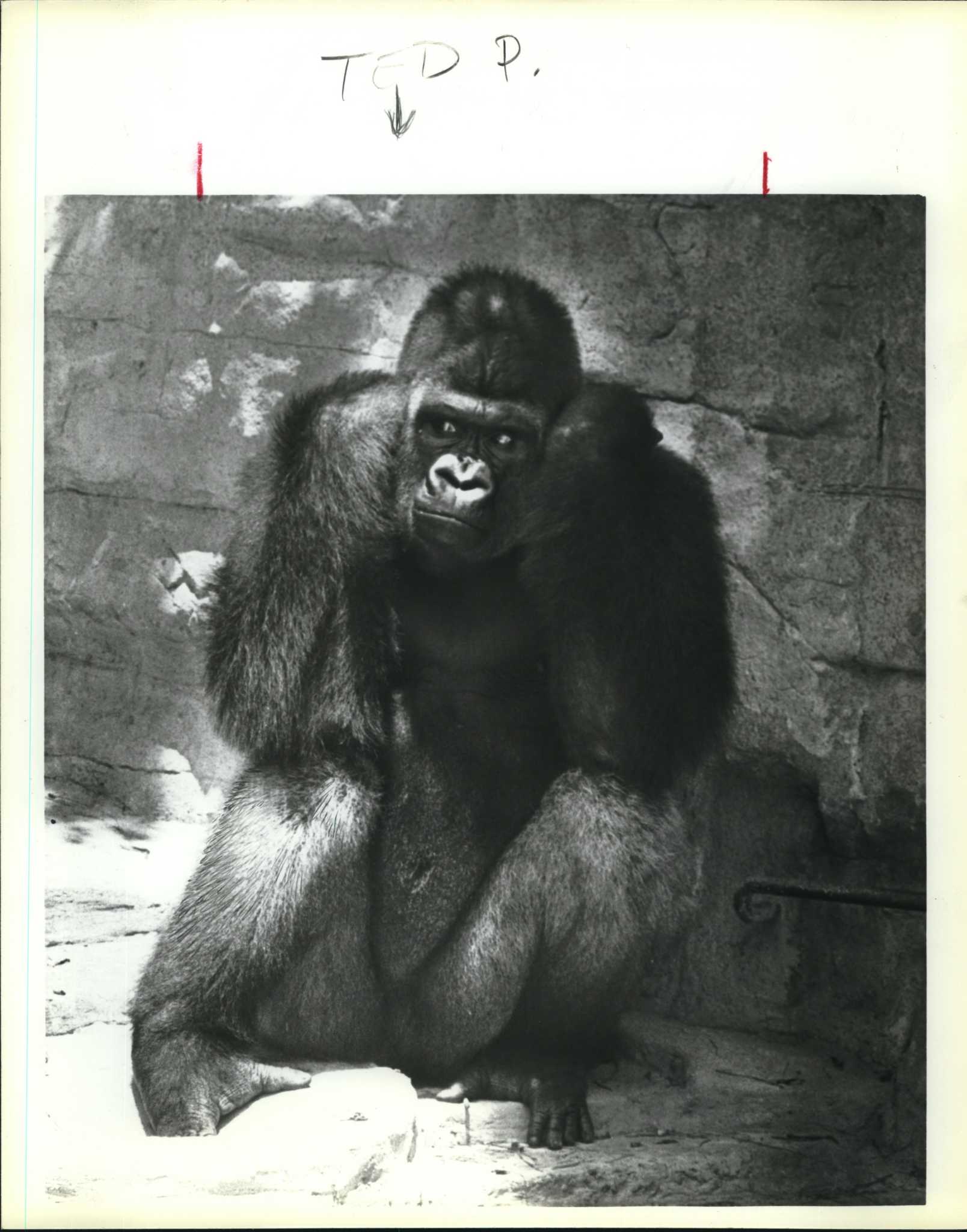 Gorillas returning to San Antonio Zoo after 30-year absence - Vimarsana News