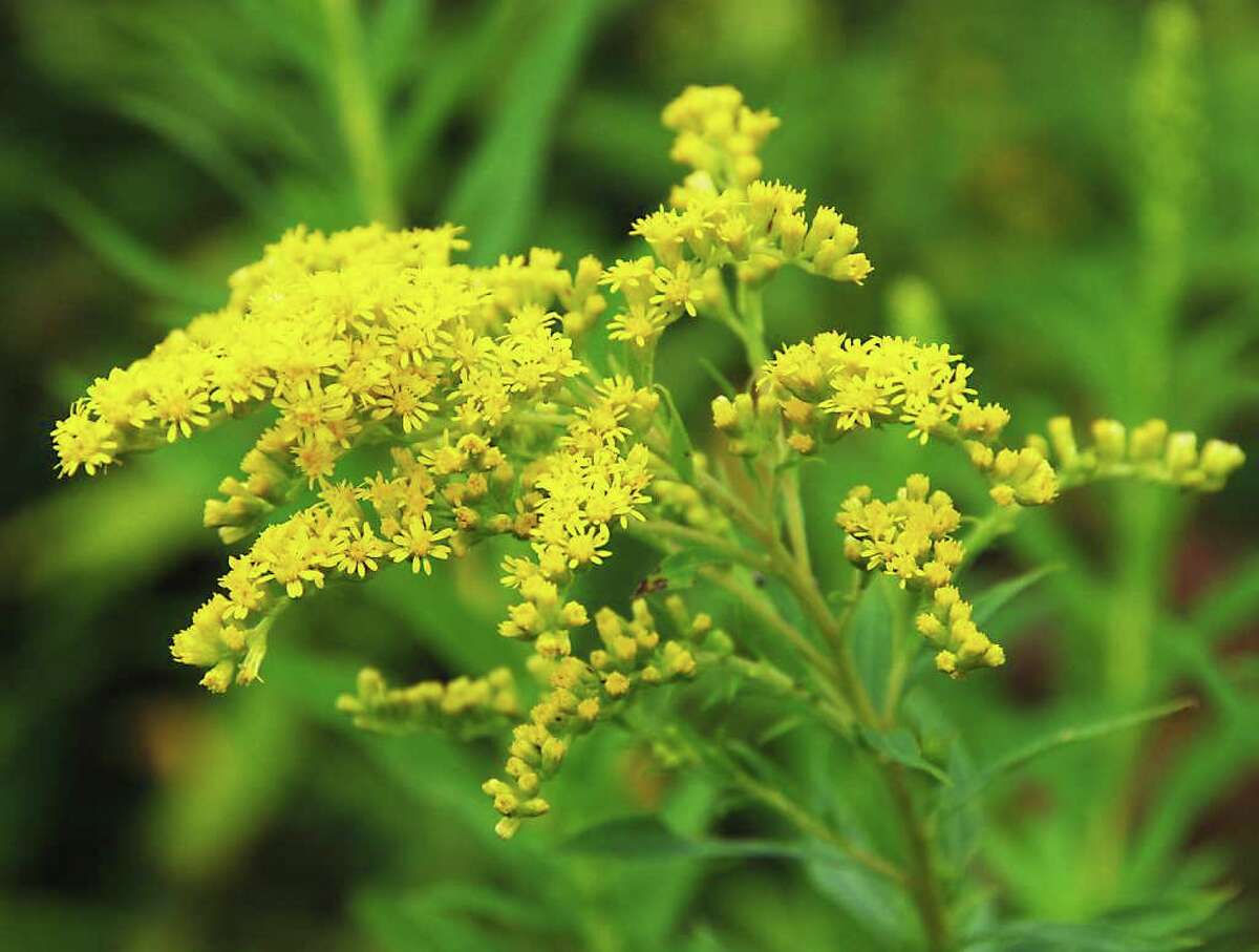 Goldenrod species display differences if you look closely