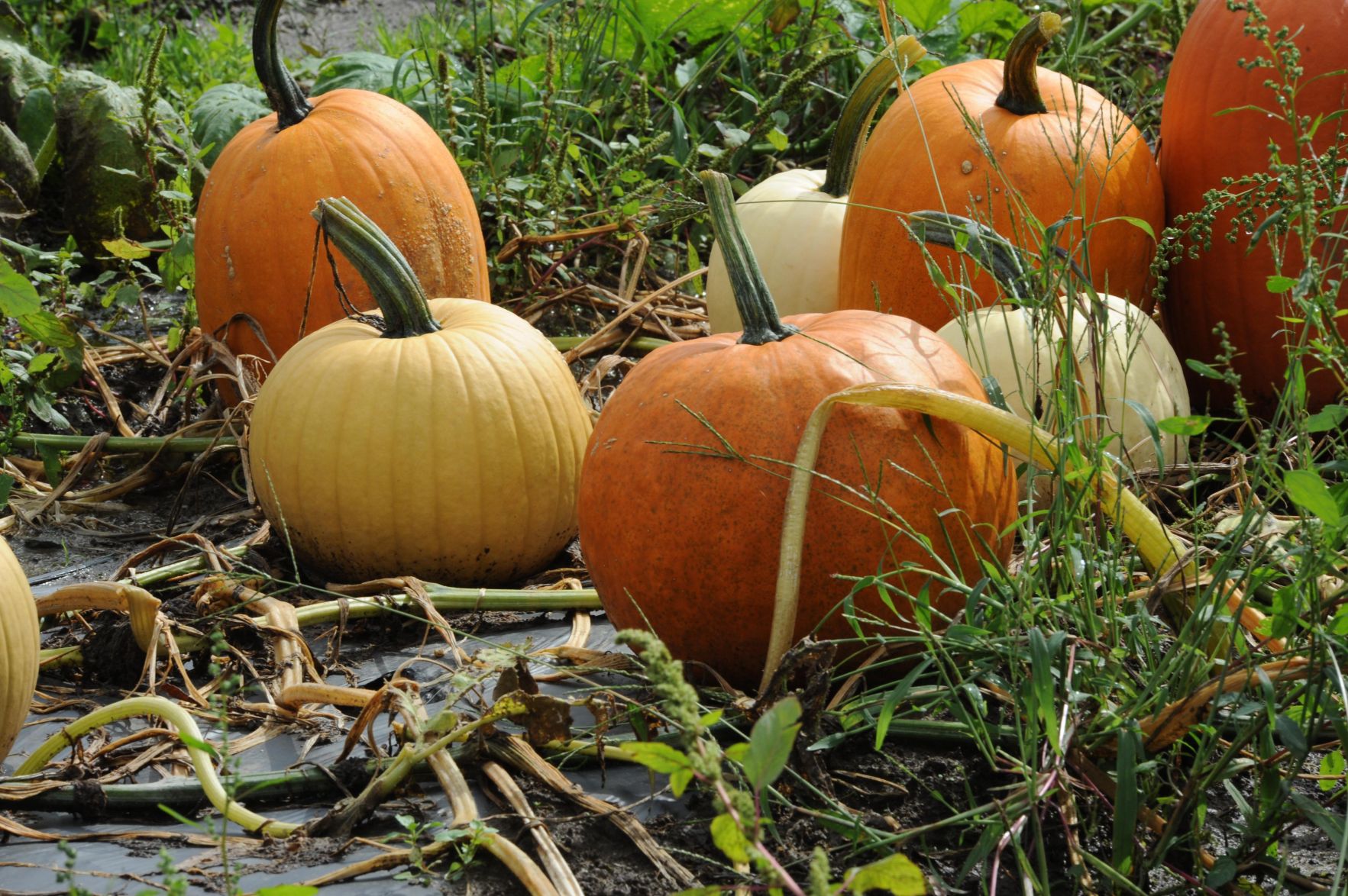 Here's What to Do With Your Pumpkins After Halloween – NBC New York