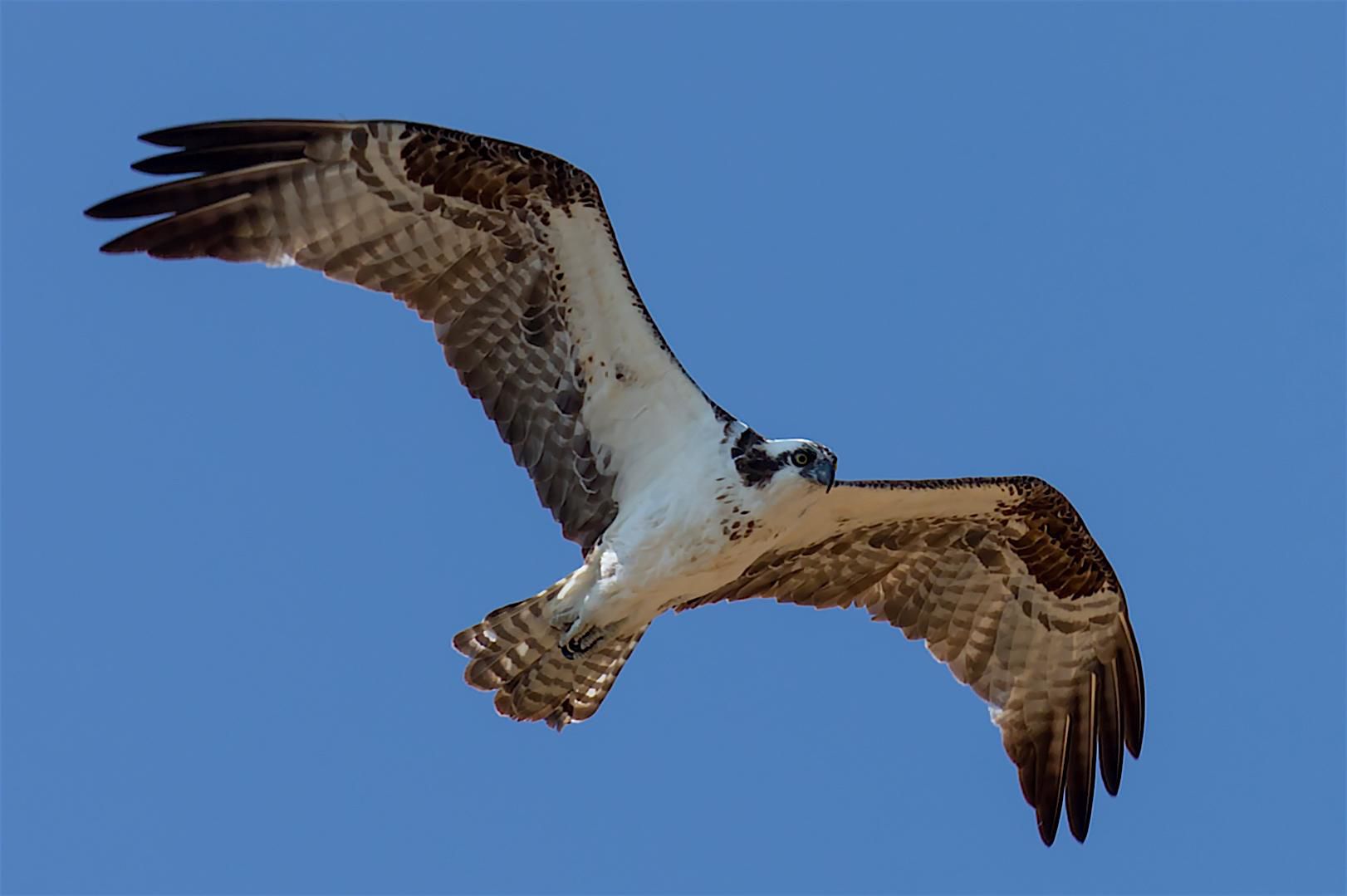 Watch Ospreys On Hammonasset Beach Live Camera