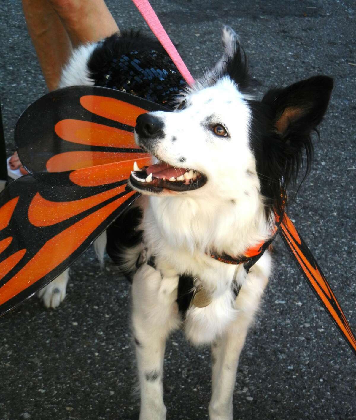A participant in last year's Harvest Festival Pet Parade and competition. File photo by Alice Tessier.