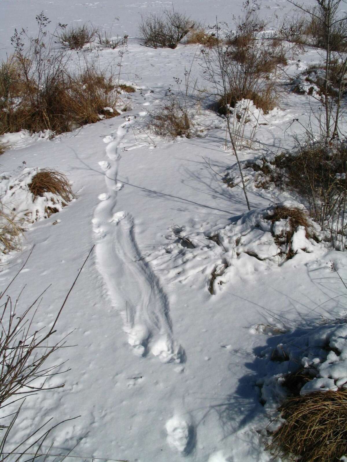 Wildlife tracks in the snow.