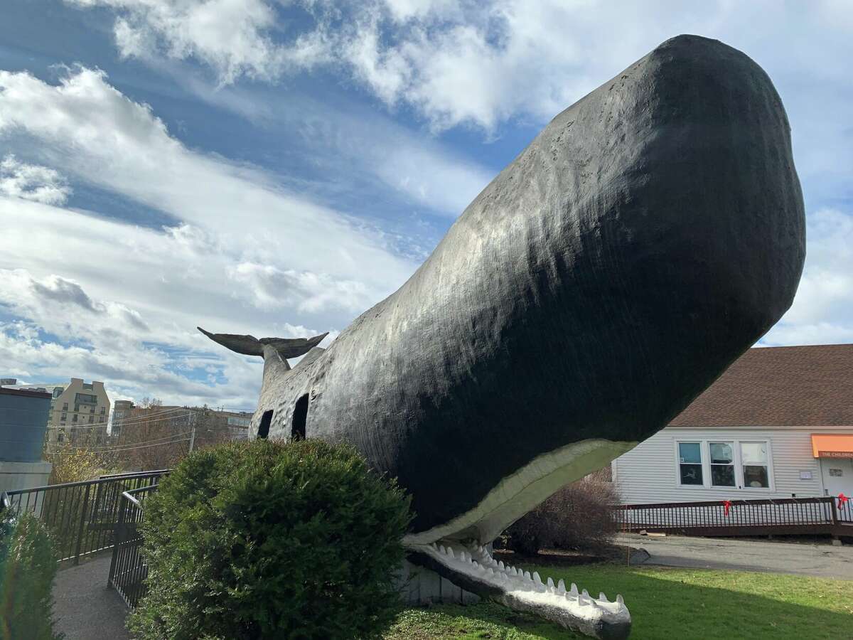 Conny the Whale is a 60-foot long sperm whale, which is also the state animal.