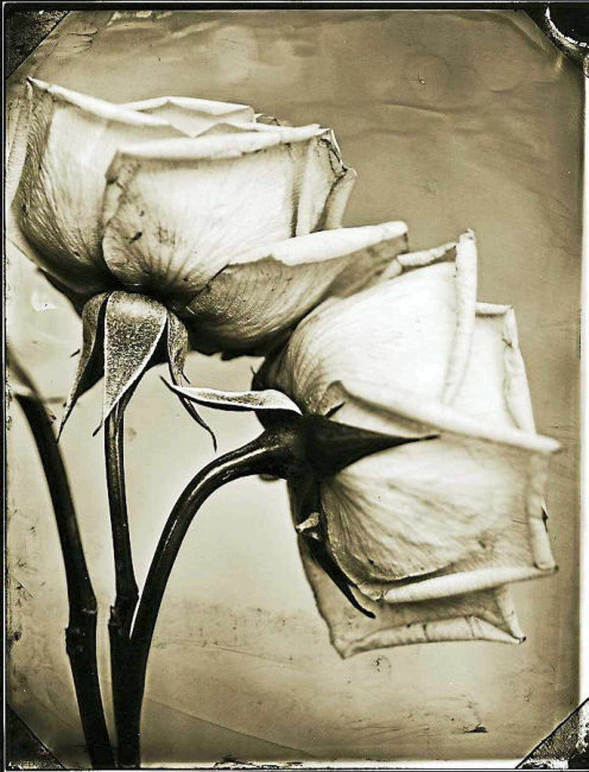 Tom Baril (b. 1952). Two Roses, 2002. Gelatin silver print from wet-plate glass negative. Mattatuck Museum; Gift of Kevin McNamara and Craig Nowak in honor of Nancy Rustico. (Part of “Black & White”)