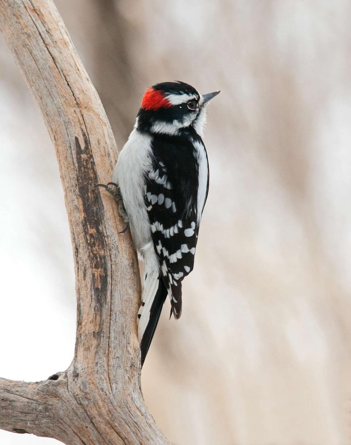 Jerry Acton of New York caught this image of a downy woodpecker during a previous bird count in Connecticut.