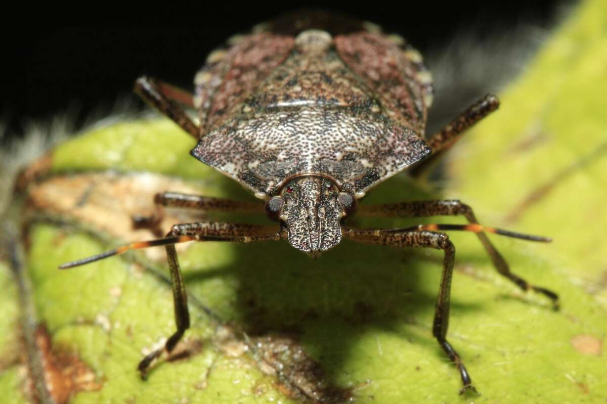 This April 14, 2011 file photo shows a brown marmorated stink bug at a Penn State research station in Biglerville, Pa. The bug that attacks fruits crops, including wine grapes, has shown up found in the Oregon towns Hood River and Rogue River, both orchard centers. Researchers at Oregon State say the spread of the brown marmorated stink bug is significant because of the damage it has cause in mid-Atlantic states. (AP Photo/Matt Rourke, File)