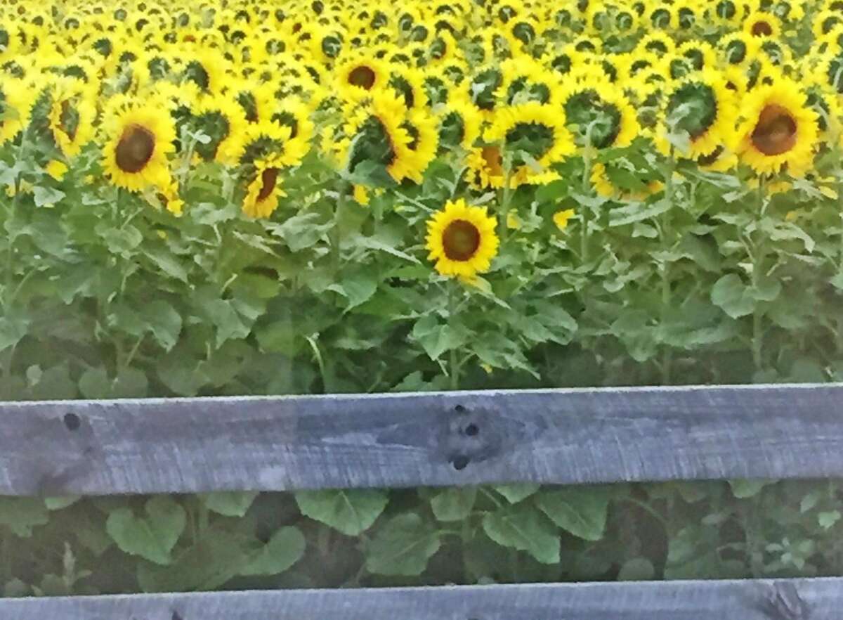 Charlotte Hungerford Hospital’s Artist of the Month is Rick Popham