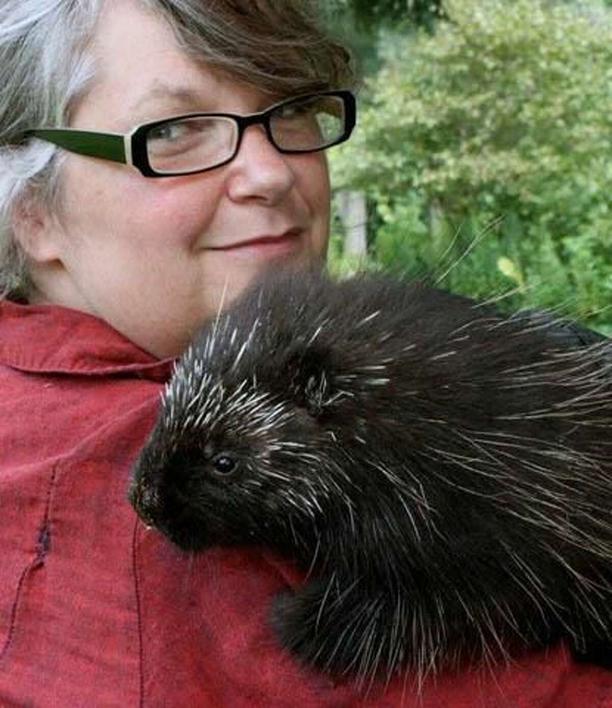 CT DEEP Licensed Wildlife Rehabilitator Gerri Griswold with her North American Porcupine, “Pacer.” Porcupines are large, solitary rodents commonly found in New England, including Connecticut. They are elusive and mostly nocturnal and can be found perched in the top of a tree during the day. They tend to den in tree cavities and under logs. They have thick, muscular tails that are six to 12-inches long. Underneath the tail are stiff bristles which aid them in climbing trees.