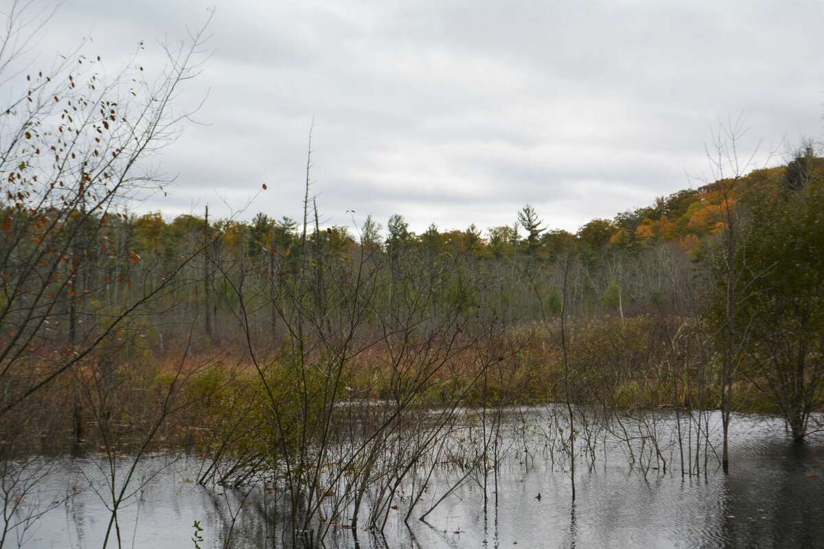 Burlington sawmill busy as state finds uses for fallen trees